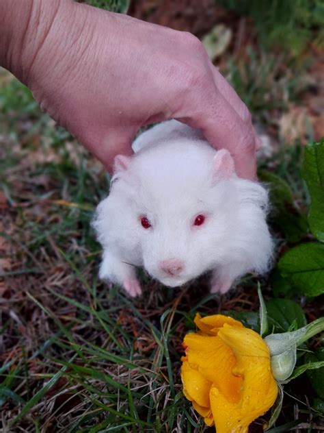 hamsters with red eyes|Caring for Hamsters with Red Eyes: Understanding the Causes.